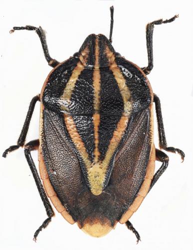 Réf. 182 475 : Rhombocoris regularis
